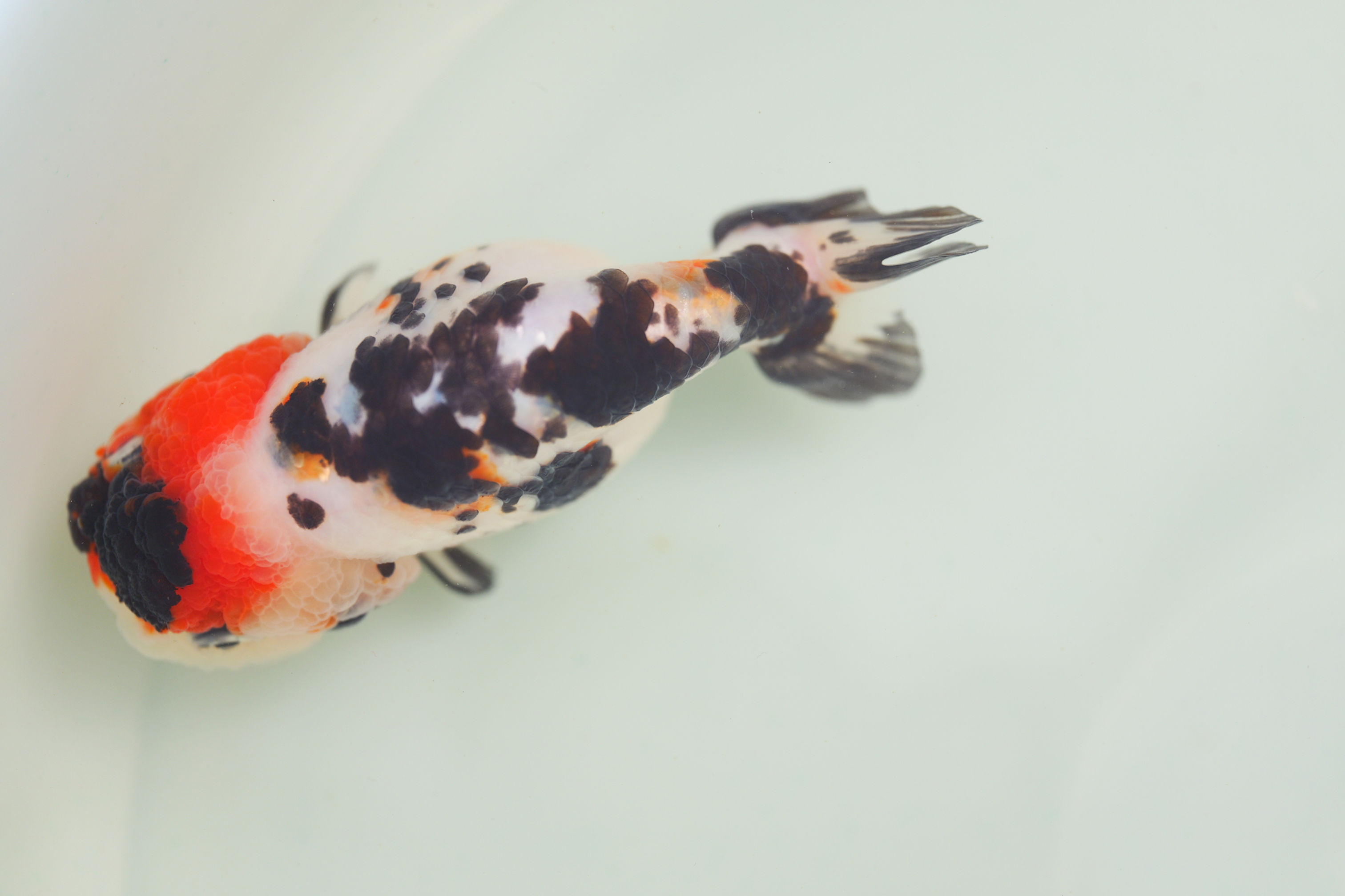 juvenile milk cow yuanbao ranchu