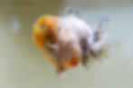Thumbnail: high quality juvenile shogun F2 Oranda-snow leopard
