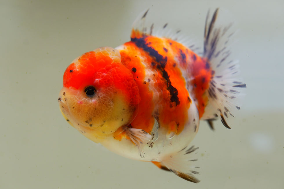 Thumbnail: 2 pack juvenile shogun F2 oranda