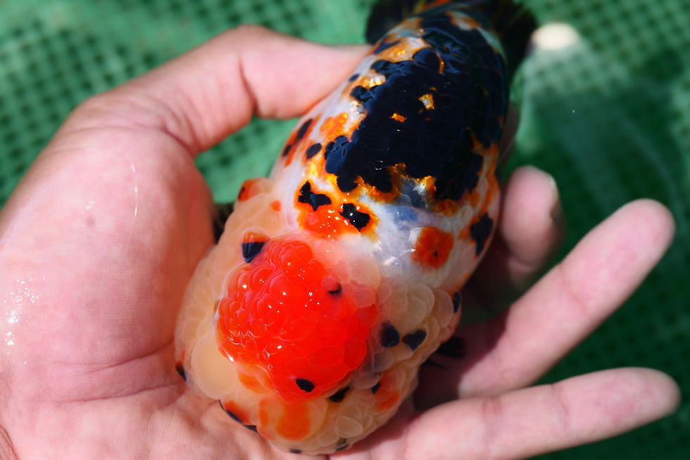 Thumbnail: tricolor- huge head yuanbao