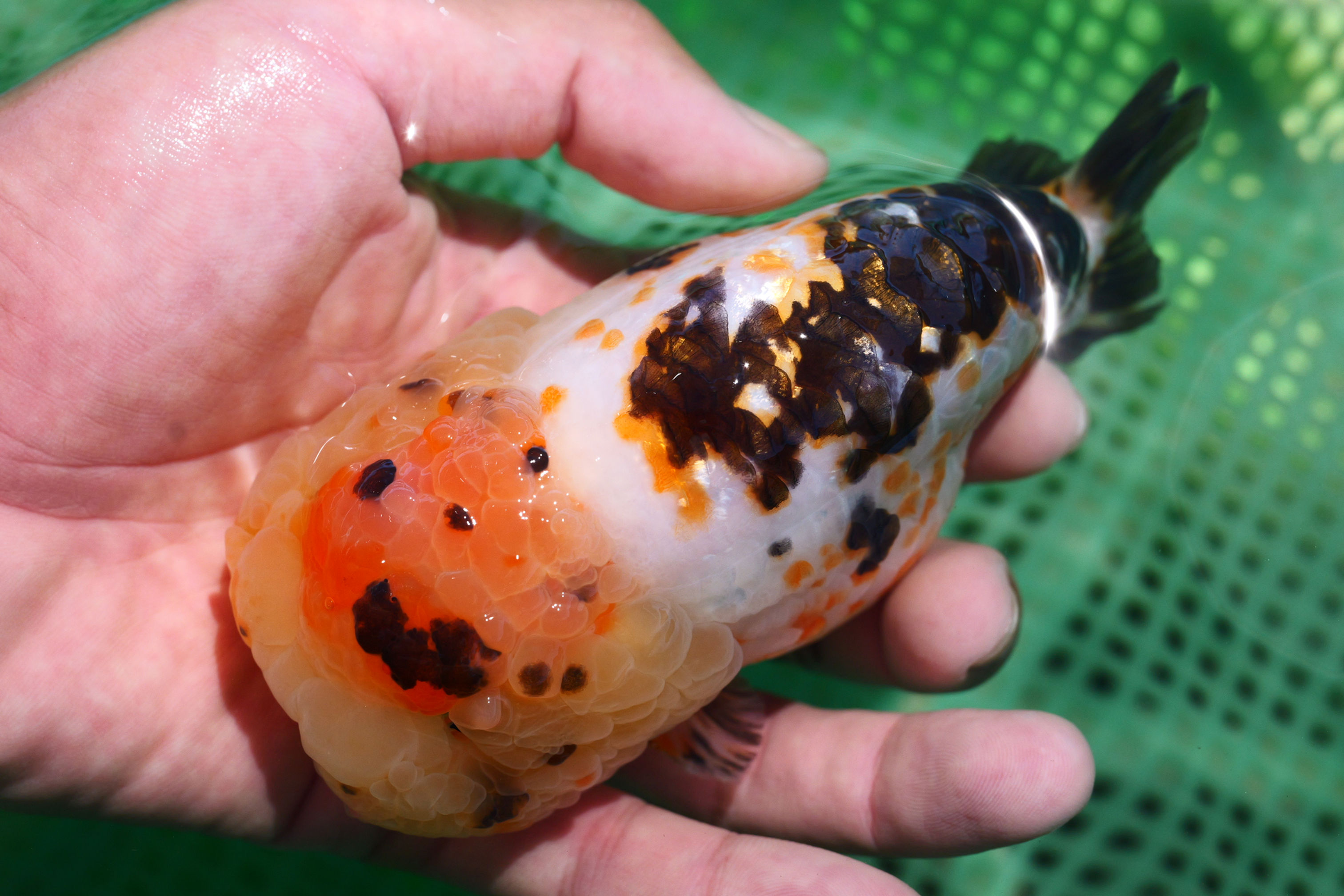 perfect tricolor- super head yuanbao, show grade