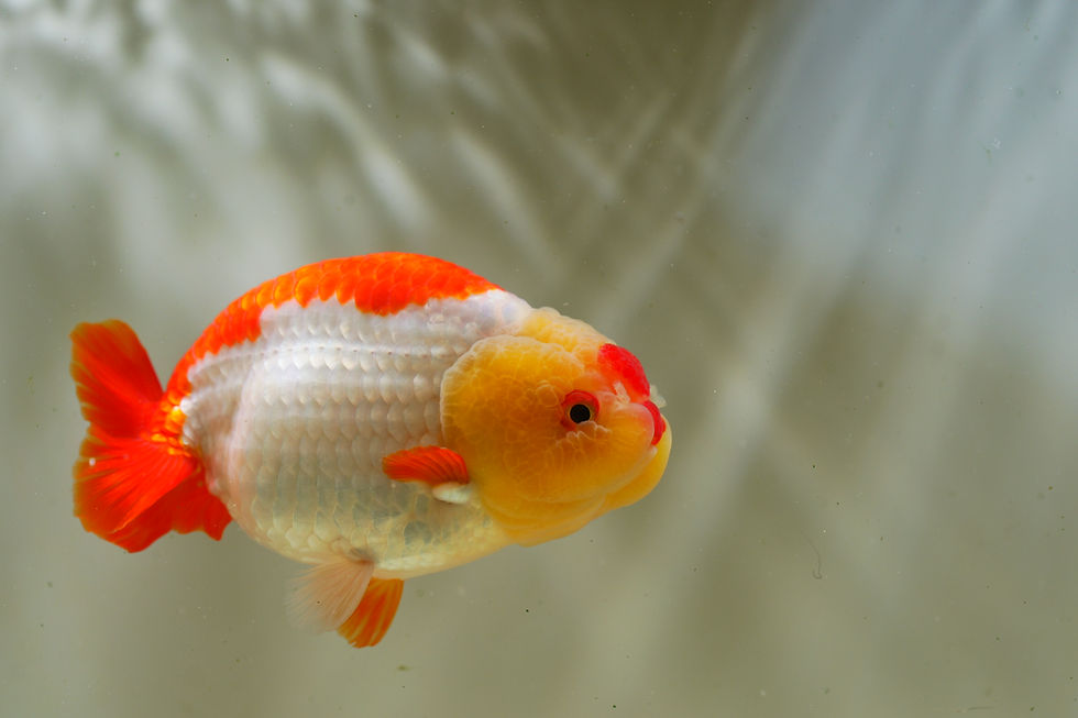 Thumbnail: jumbo yuanbao ranchu-cross back red white