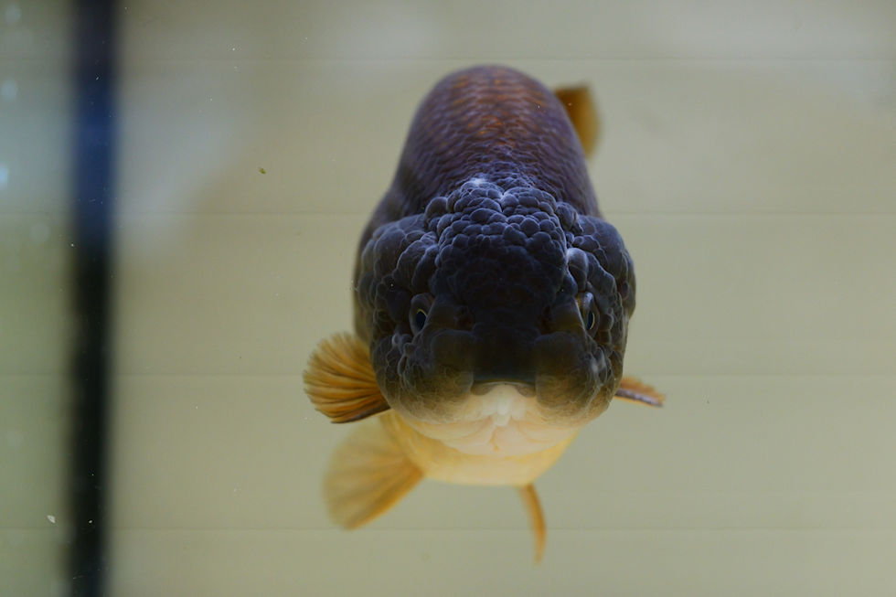 Thumbnail: jumbo high quality super thick yuanbao ranchu-bronze