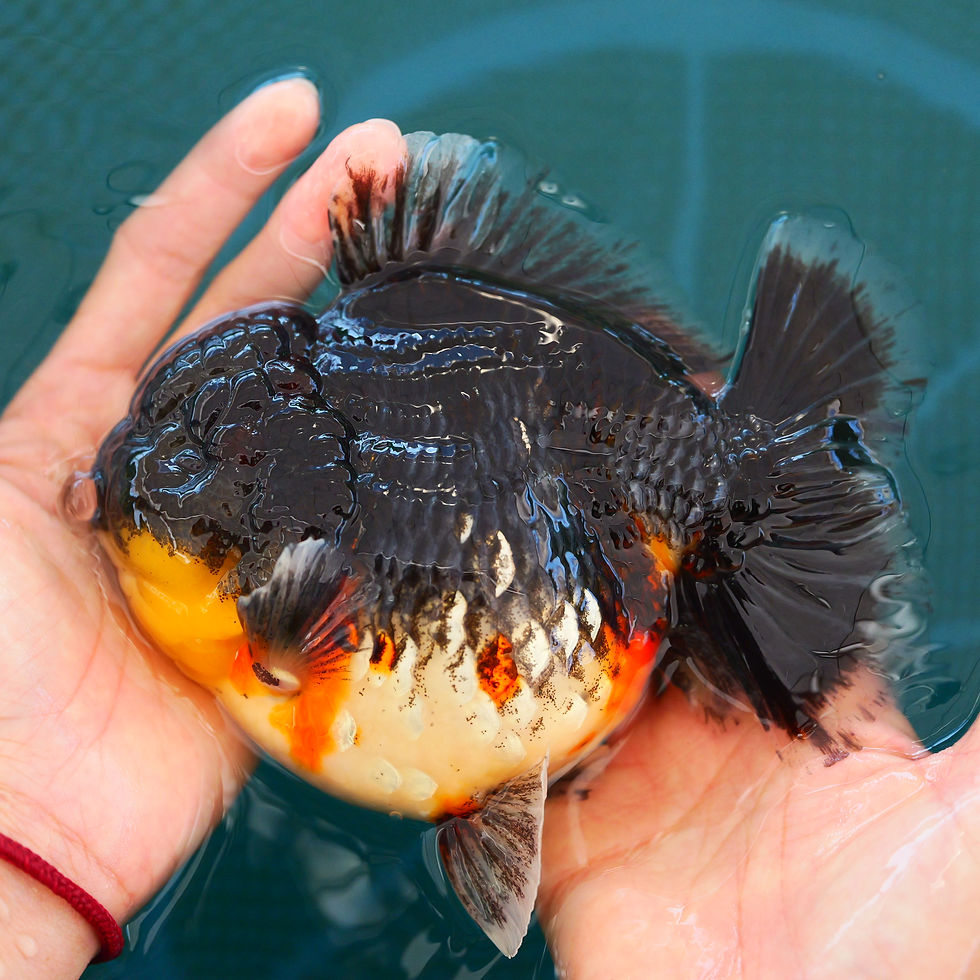 Thumbnail: jumbo high quality shogun F1-super fish
