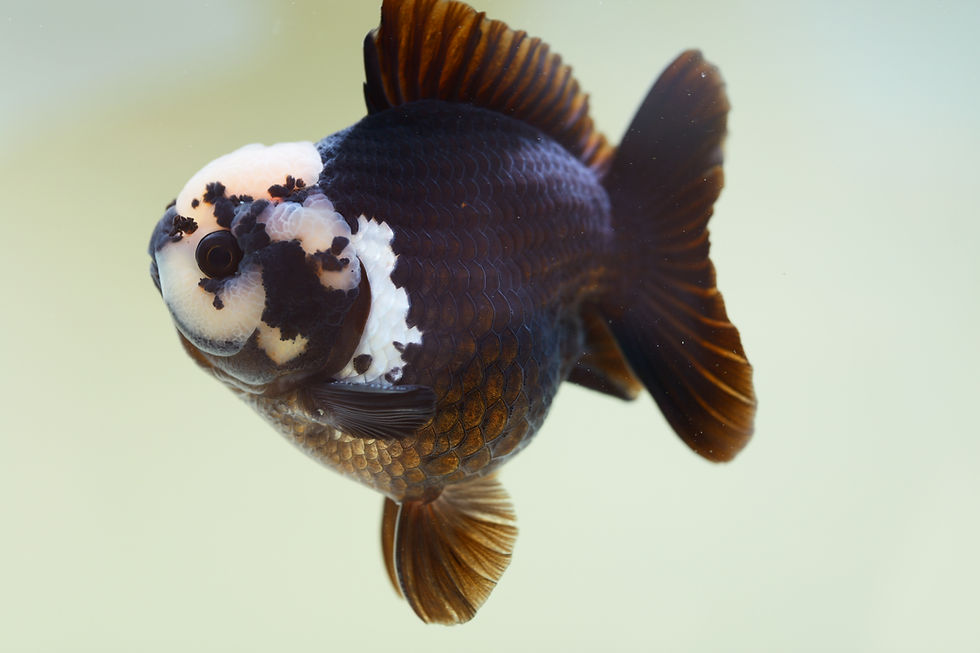 Thumbnail: high quality yuanbao oranda- panda
