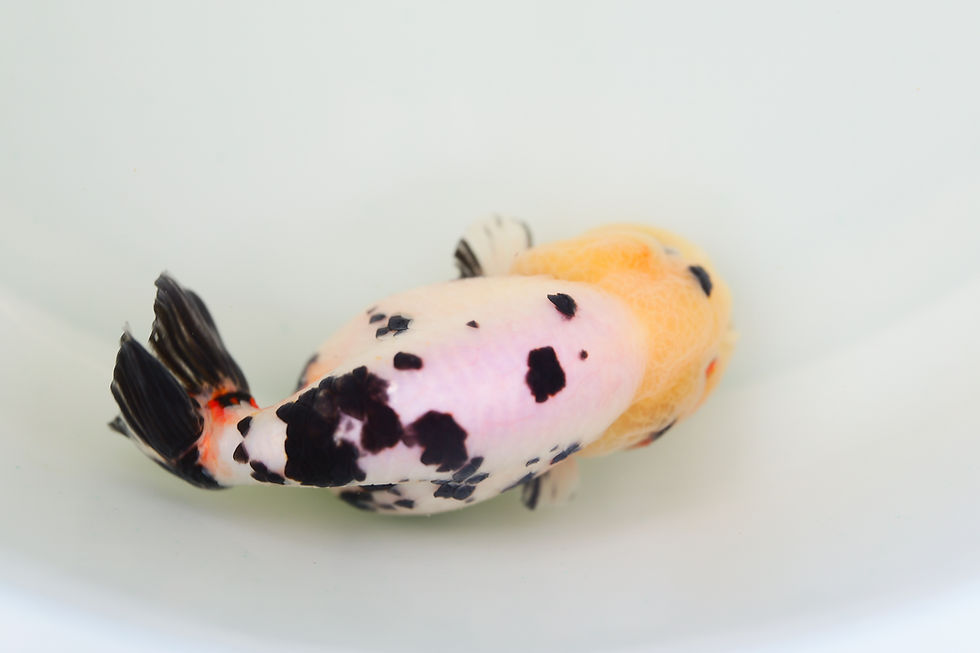 Thumbnail: juvenile milk cow yuanbao ranchu