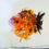 Thumbnail: super Wen juvenile shogun F2 oranda-tiger
