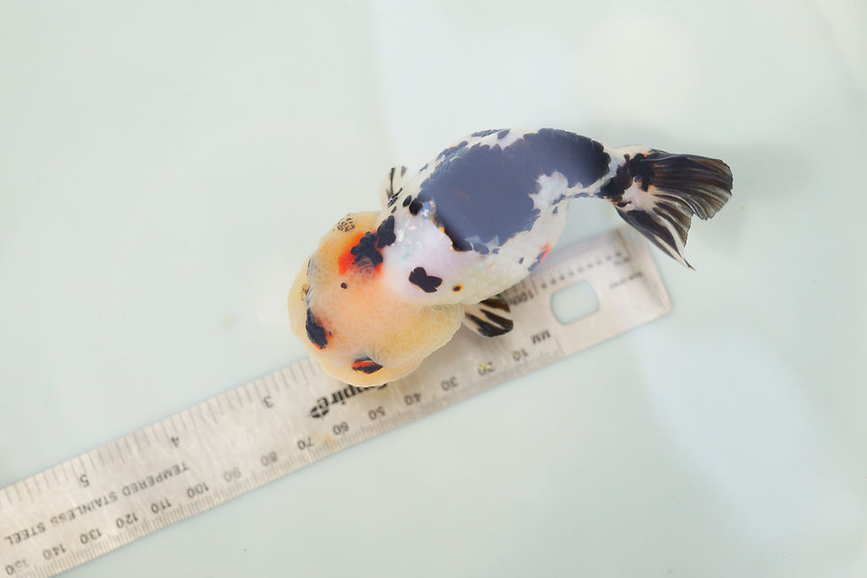 Thumbnail: high quality juvenile super Wen milk cow yuanbao ranchu