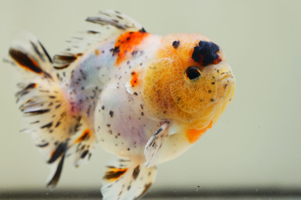 Thumbnail: juvenile shogun F2 oranda