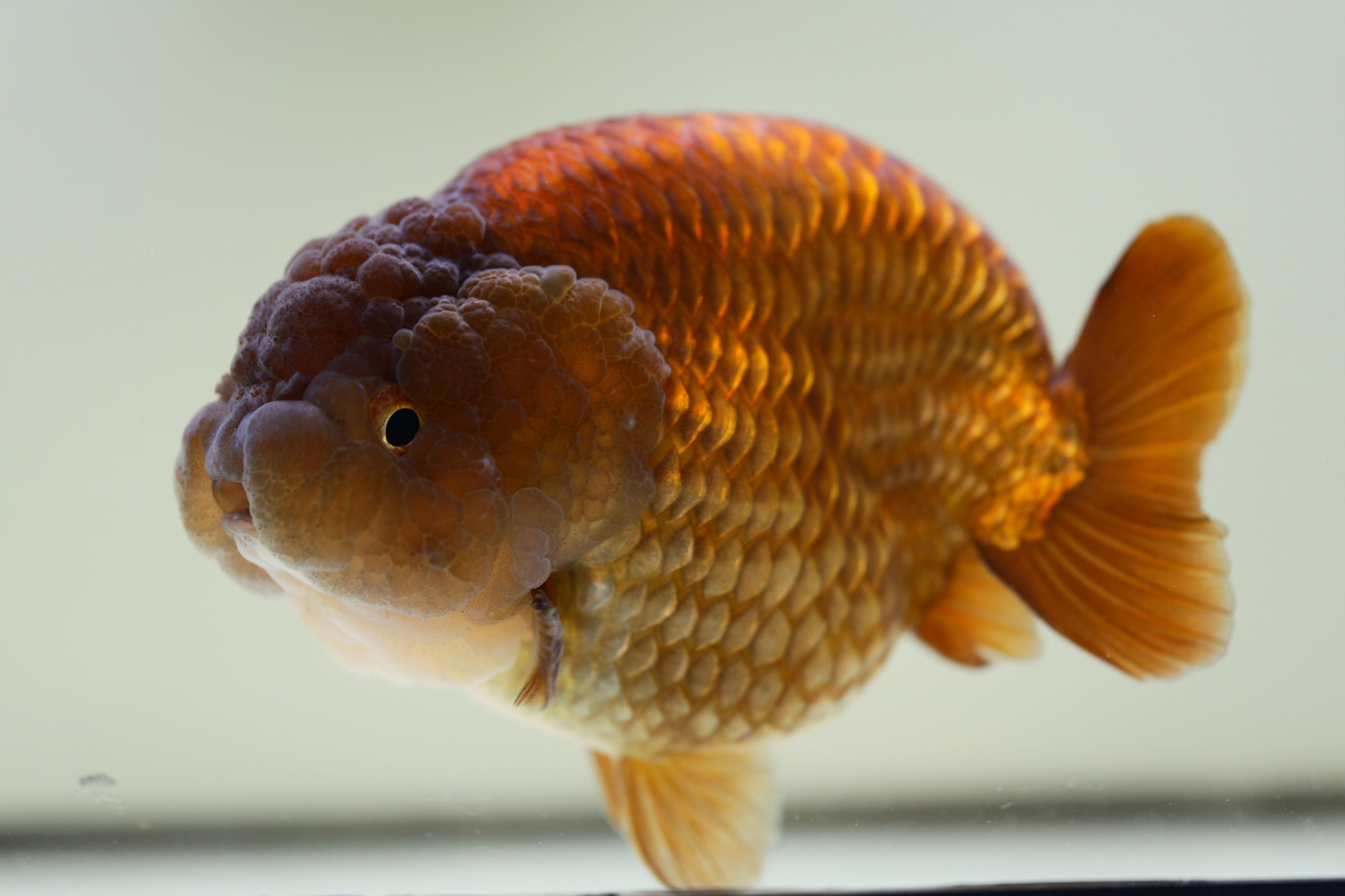 jumbo parent grade yuanbao ranchu- lavender