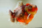 Thumbnail: huge shogun f2 oranda