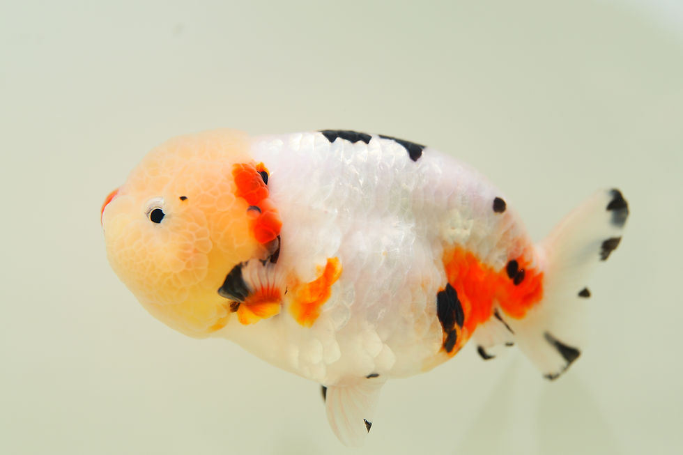 Thumbnail: juvenile milk cow yuanbao ranchu