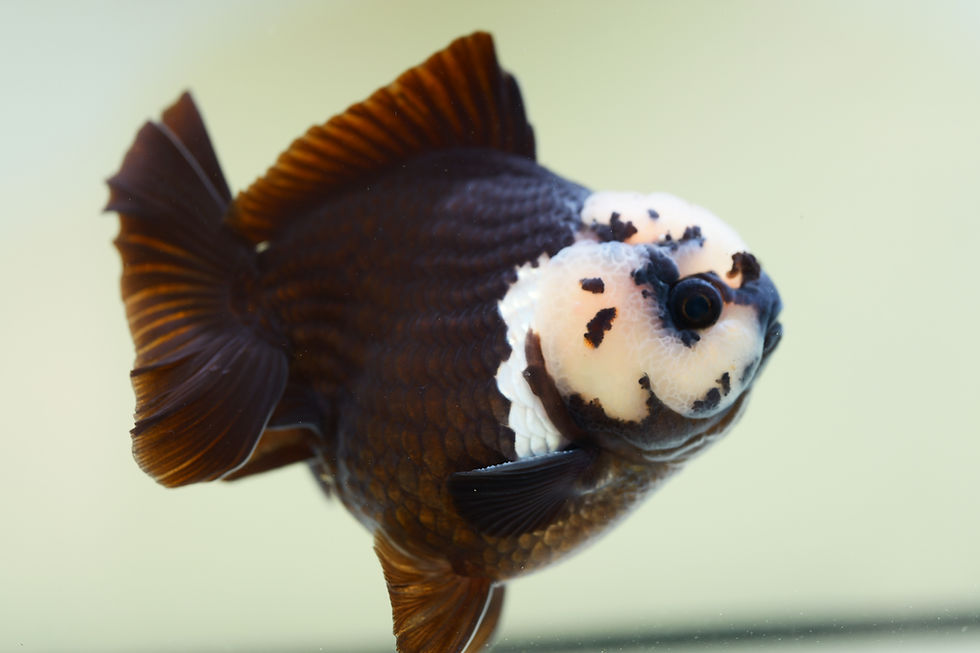 Thumbnail: high quality yuanbao oranda- panda