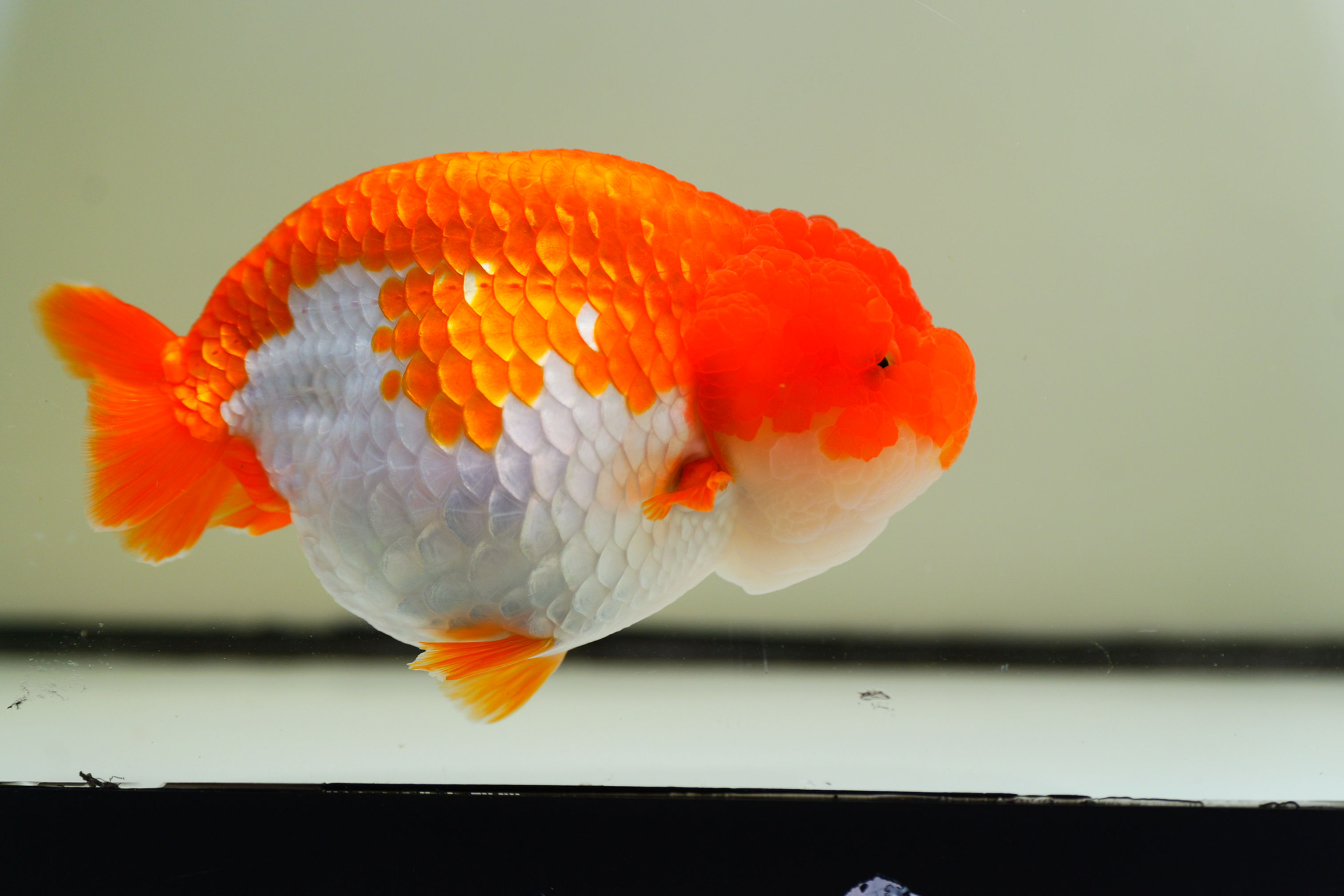 jumbo parent grade yuanbao ranchu -red white