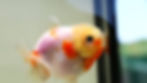 Thumbnail: 2 pack high quality juvenile shogun F2 oranda