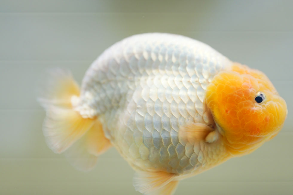 Thumbnail: high quality parent grade yuanbao ranchu-lemonhead