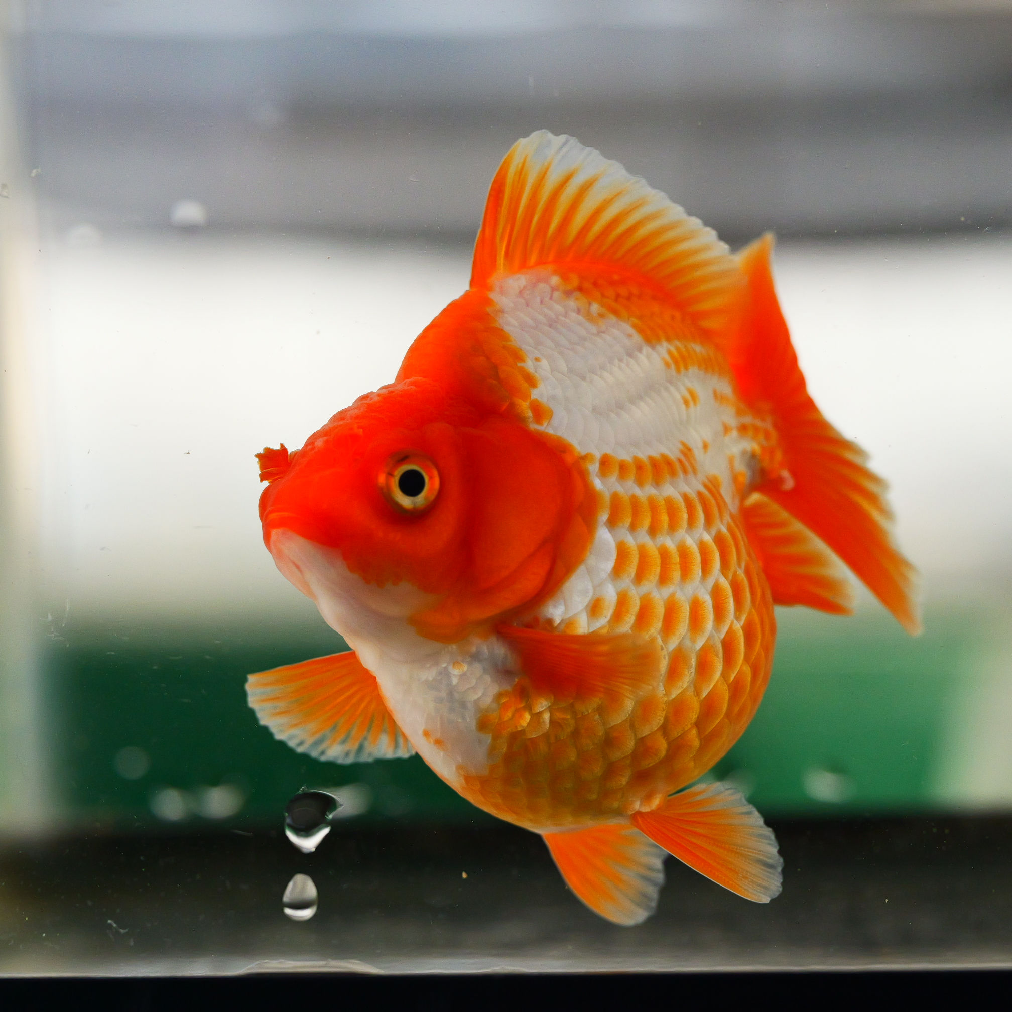 juvenile deer  yuanbao ryukin