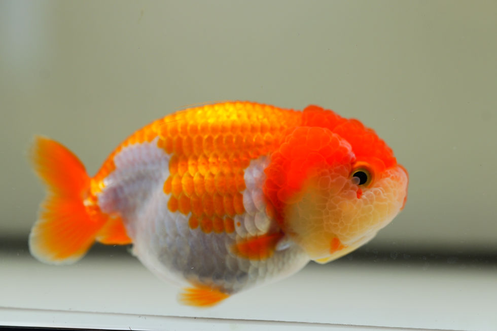 Thumbnail: 2 pack high quality baby yuanbao ranchu