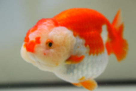 jumbo high quality yuanbao ranchu