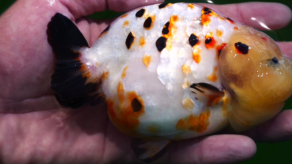 Thumbnail: tricolor- show grade yuanbao