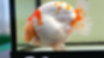 Thumbnail: jumbo high quality super Wen yuanbao ranchu