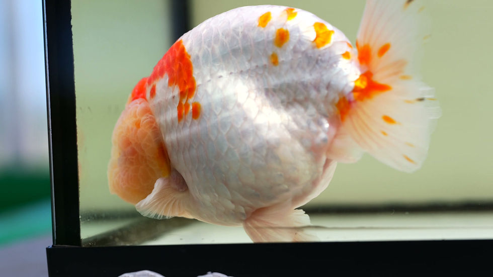 Thumbnail: jumbo high quality super Wen yuanbao ranchu