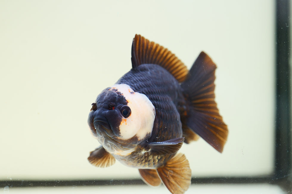 Thumbnail: high quality panda yuanbao Oranda-rare color