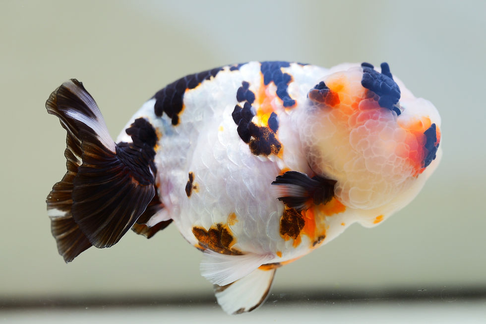 Thumbnail: huge head juvenile milk cow yuanbao Ranchu-please see note