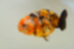 Thumbnail: high quality juvenile yuanbao ranchu-super Wen tiger