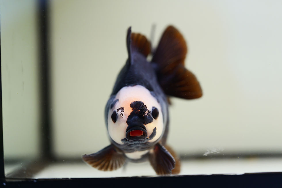 Thumbnail: high quality panda yuanbao oranda