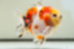 Thumbnail: high quality juvenile shogun F2 oranda