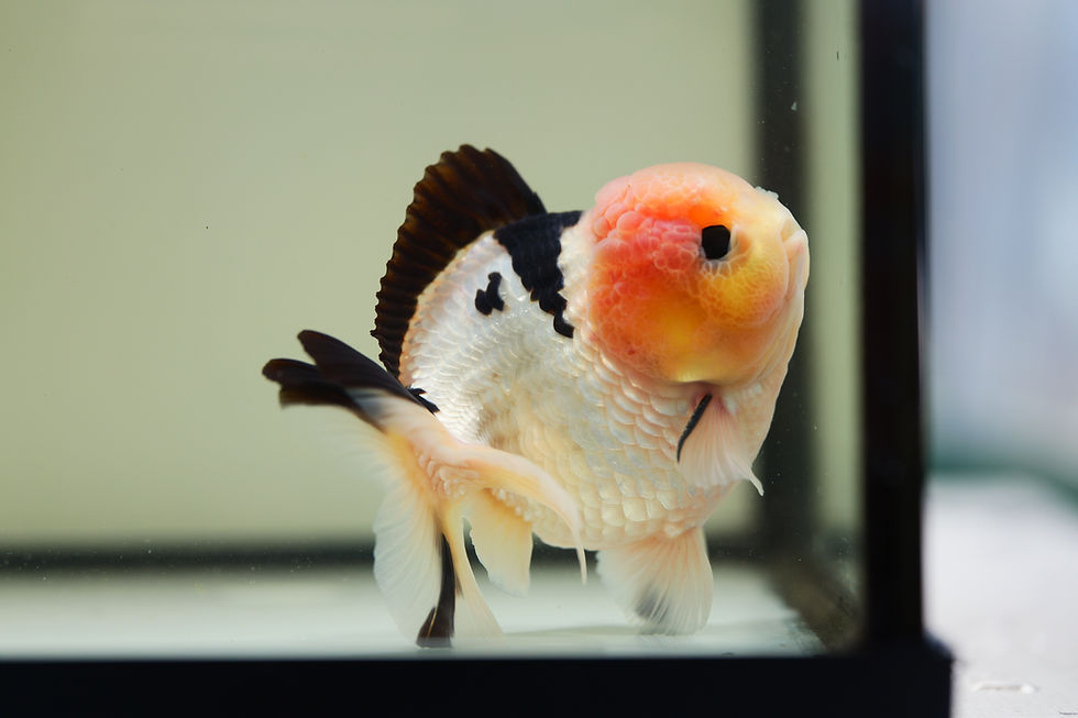 Thumbnail: high quality yuanbao oranda- panda