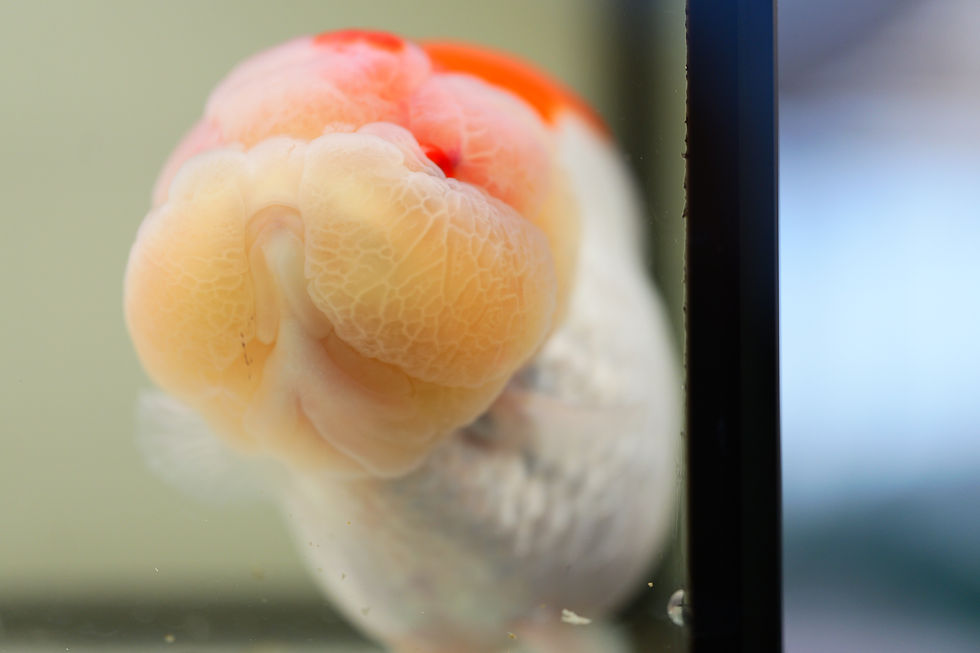 Thumbnail: jumbo parent grade yuanbao ranchu-cross back red white