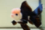 Thumbnail: high quality Rose tail panda Oranda