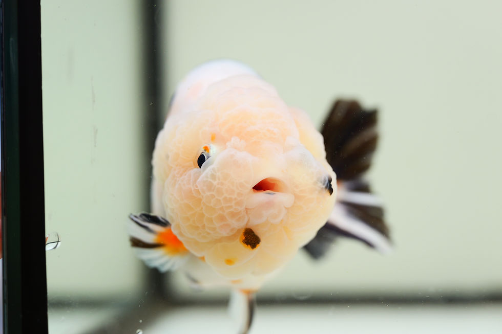 Thumbnail: juvenile super Wen milk cow yuanbao ranchu