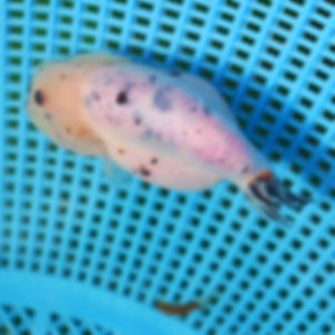 juvenile milk cow yuanbao ranchu-Lip imperfections