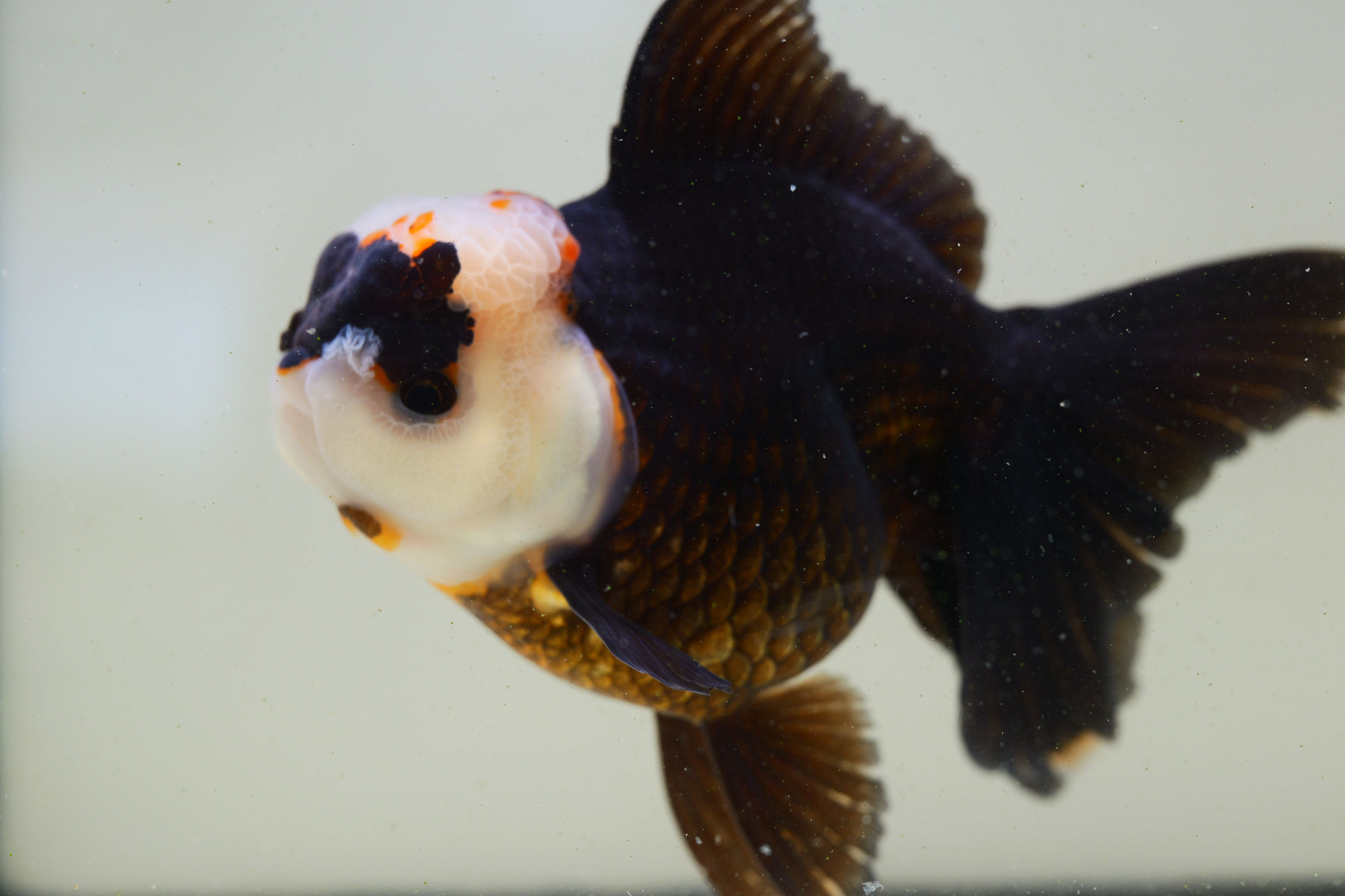 jumbo high quality Rose tail Oranda- jade face black robe