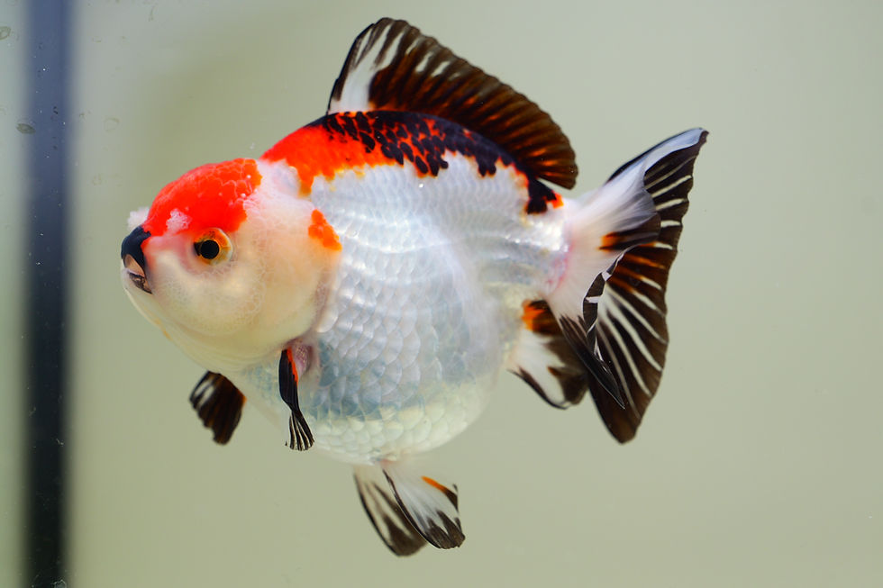 Thumbnail: high quality tricolor yuanbao oranda
