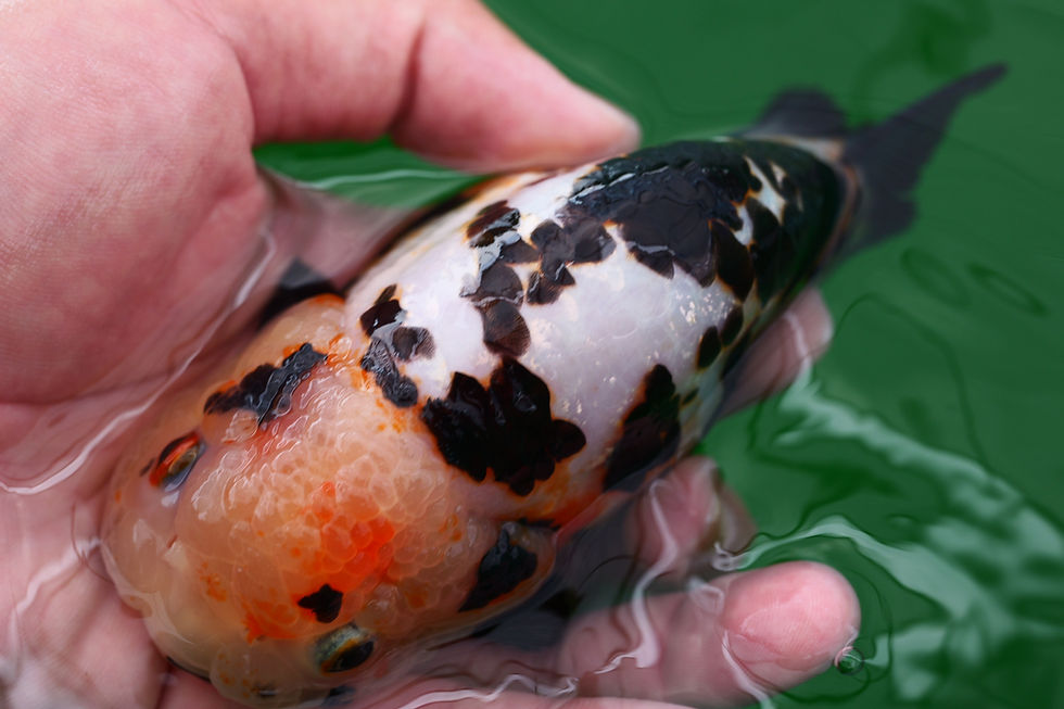 Thumbnail: milk cow- parent grade yuanbao