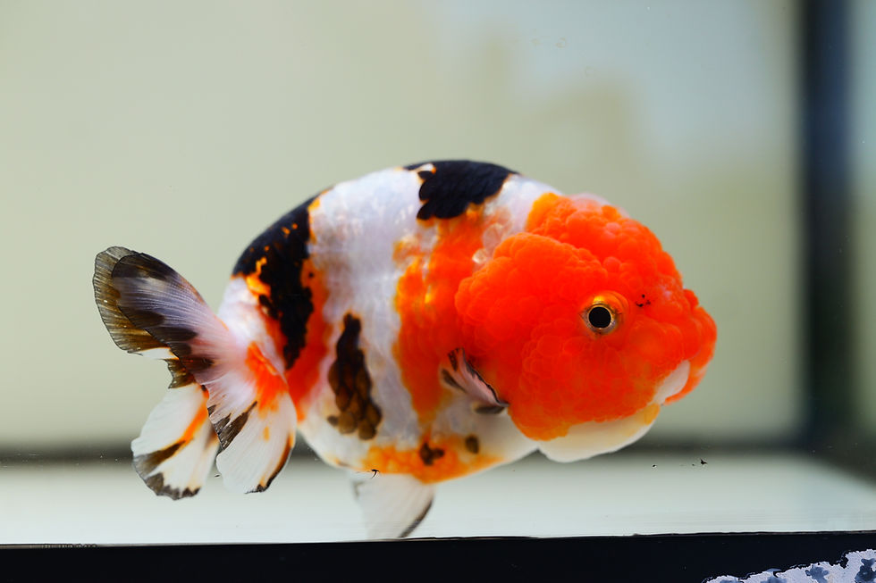 Thumbnail: juvenile super Wen milk cow yuanbao ranchu-red head