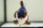 Thumbnail: high quality panda yuanbao oranda
