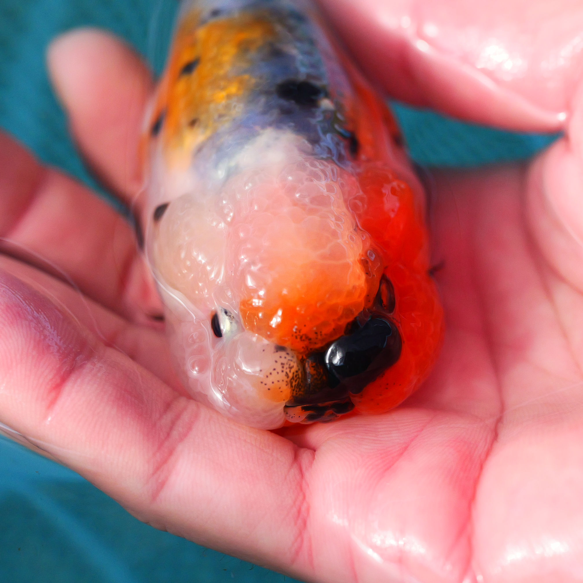 super Wen juvenile yuanbao ranchu