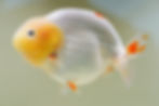 Thumbnail: jumbo high qualityyuanbao ranchu