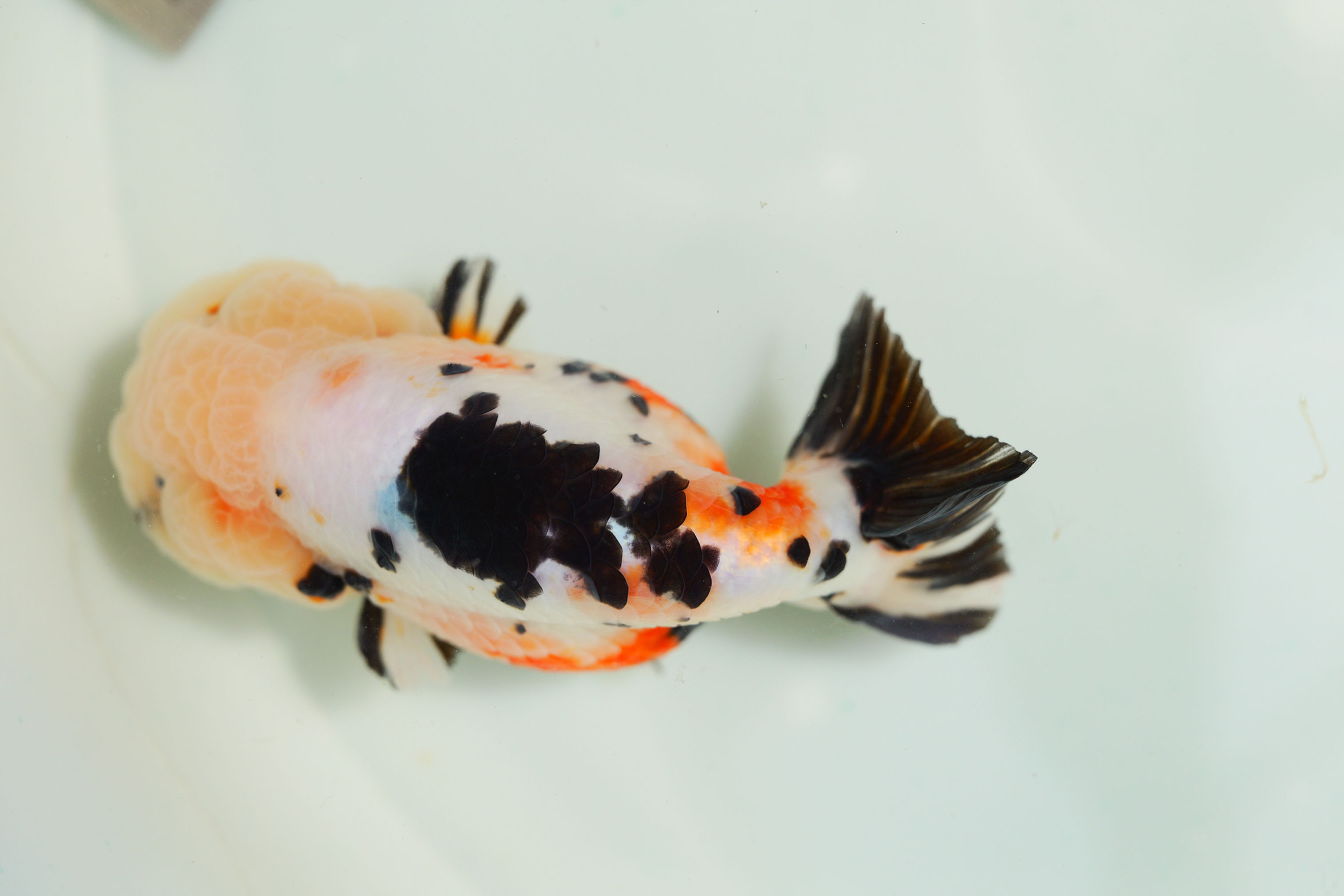 juvenile super Wen milk cow yuanbao ranchu