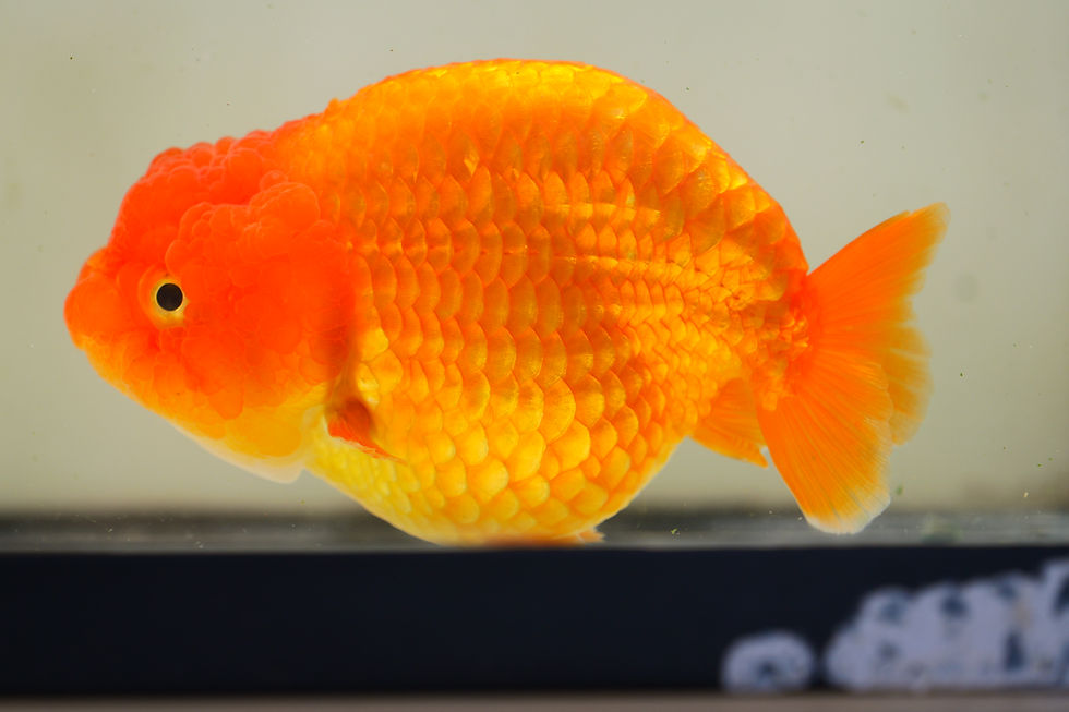 Thumbnail: jumbo yuanbao ranchu-red
