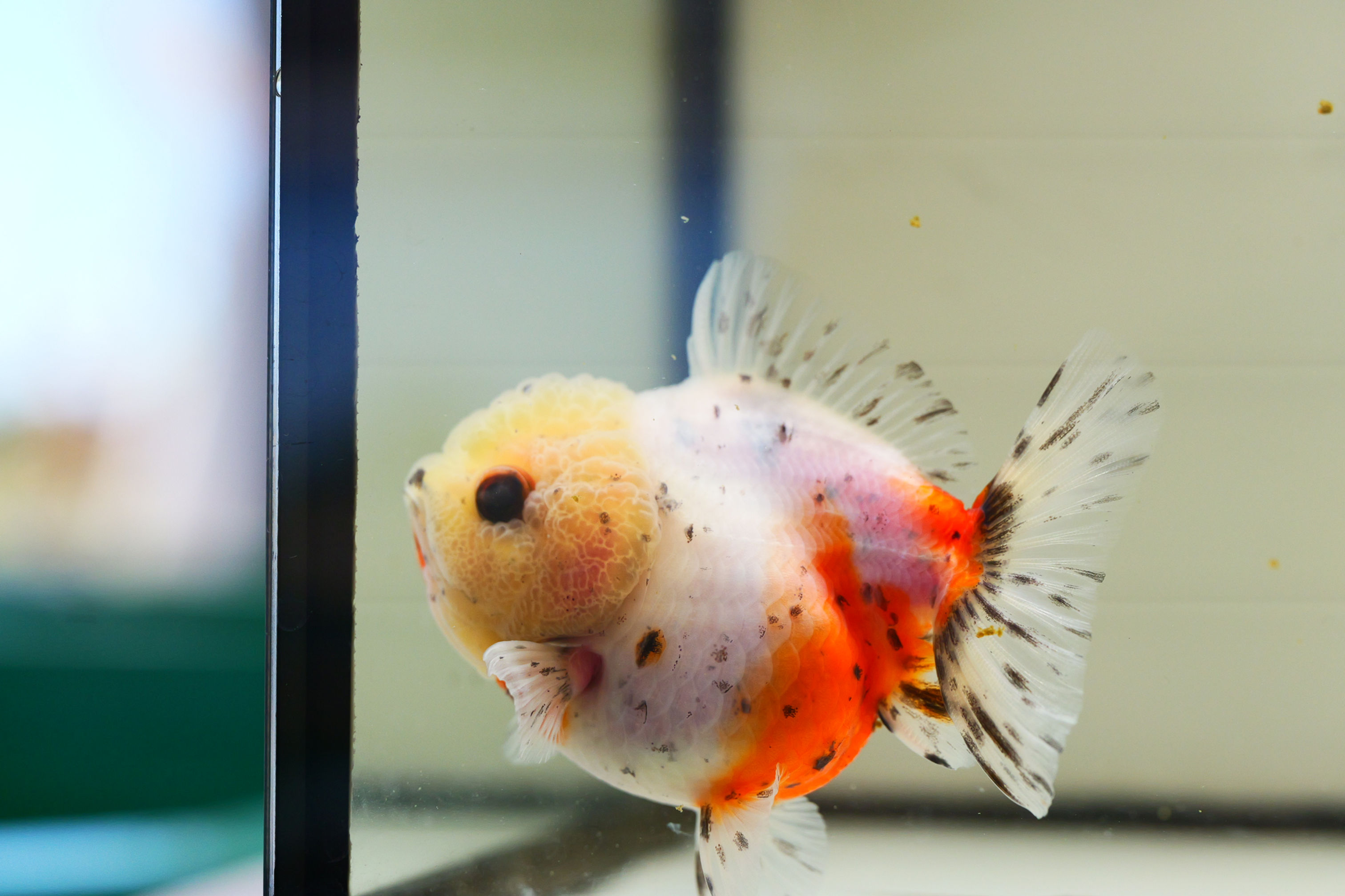 2 pack cute round body shogun F2 oranda