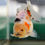 Thumbnail: juvenile shogun F2 oranda- tricolor sakura