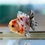 Thumbnail: super Wen juvenile shogun F2 oranda
