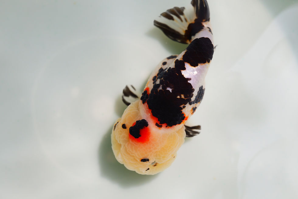 Thumbnail: juvenile super Wen milk cow yuanbao ranchu