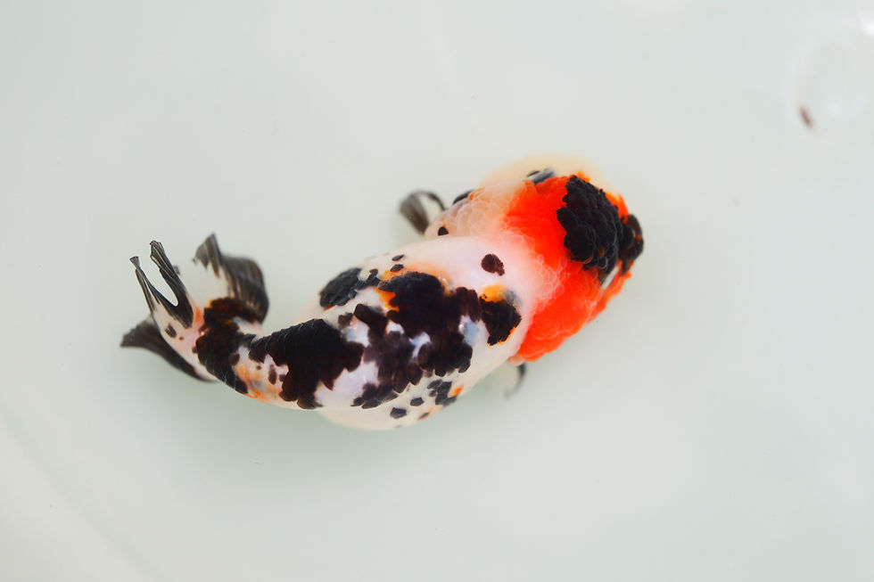 Thumbnail: juvenile milk cow yuanbao ranchu